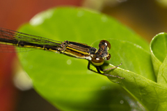 Agriocnemis rubricauda