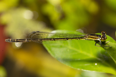 Agriocnemis rubricauda