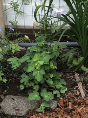 Aquilegia coerulea
