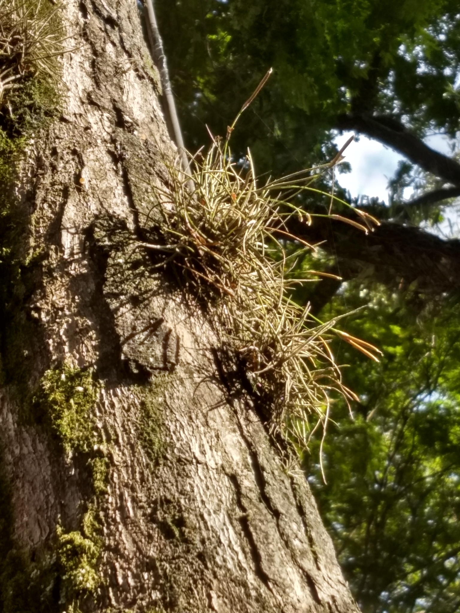 Tillandsia recurvata