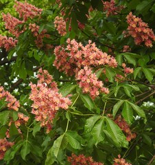 Aesculus × carnea