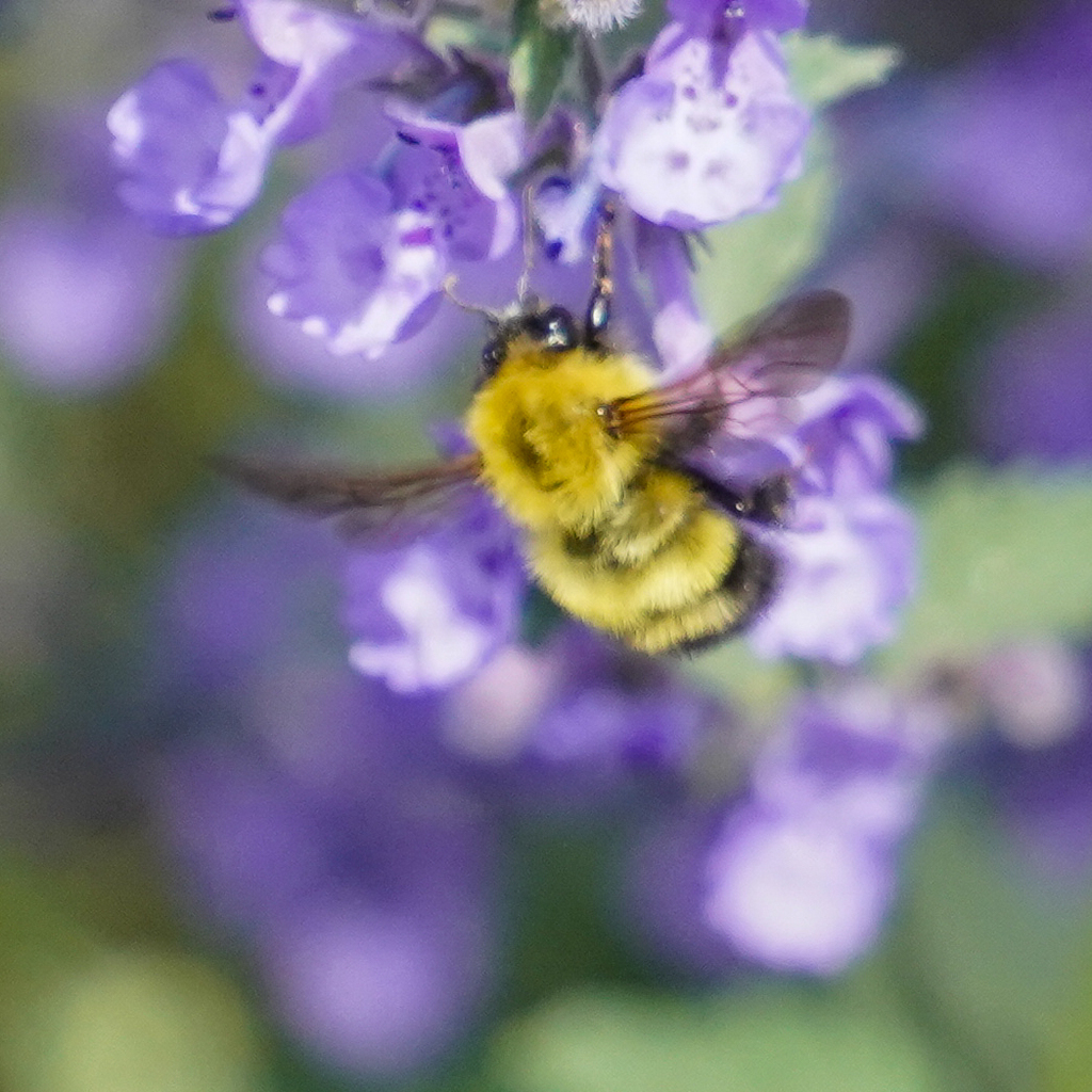 Perplexing Bumble Bee from Medford, MA, USA on May 25, 2021 at 03:34 PM ...