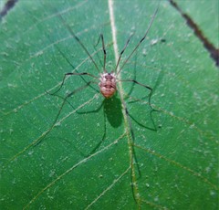 Leiobunum calcar