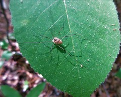 Leiobunum calcar