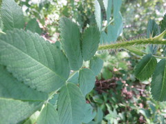 Rosa rugosa