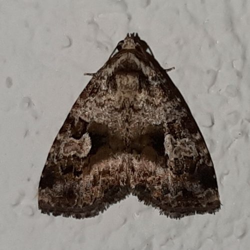 Mictochroa