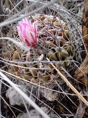 Thelocactus conothelos conothelos