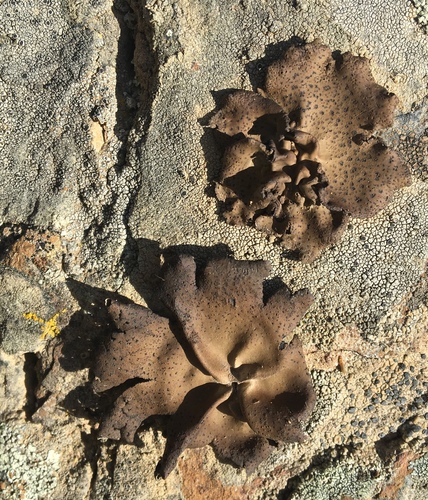 iNaturalist observation photo of Emery Rocktripe Lichen