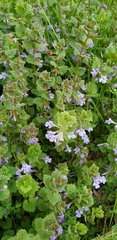 Glechoma hederacea