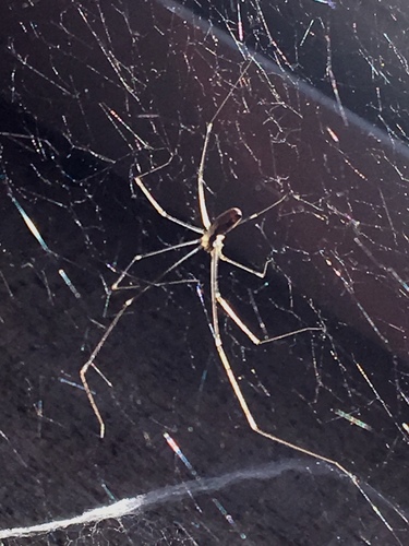 iNaturalist observation photo of Marbled Cellar Spider