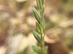 Hypericum linariifolium