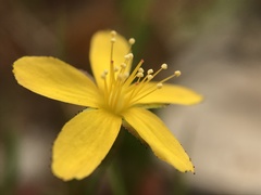 Hypericum linariifolium