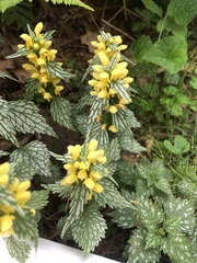 Lamium galeobdolon flavidum