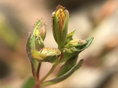 Hypericum linariifolium