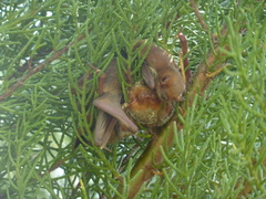 Lasiurus blossevillii