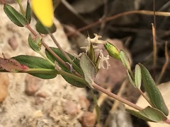 Hypericum linariifolium