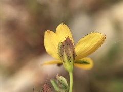 Hypericum linariifolium