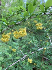 Berberis × ottawensis