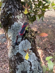 Oncidium brachyandrum