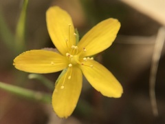 Hypericum linariifolium