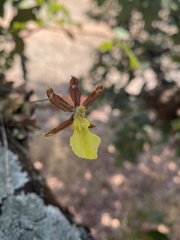 Oncidium brachyandrum