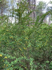 Berberis × ottawensis
