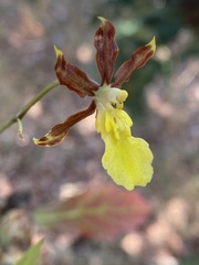 Oncidium brachyandrum