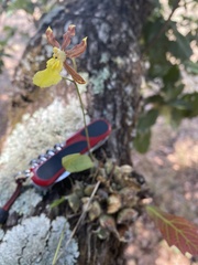 Oncidium brachyandrum