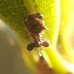Cyphonia clavigera