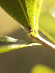Cyphonia clavigera