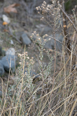 Heterotheca sessiliflora