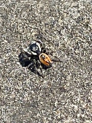 Phidippus insignarius