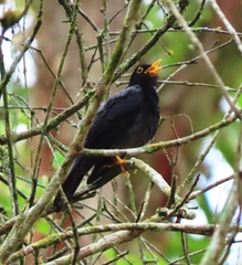 Turdus flavipes
