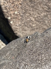 Phidippus insignarius