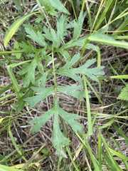 Polytaenia nuttallii