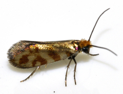 Micropterix tunbergella