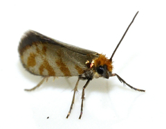 Micropterix tunbergella
