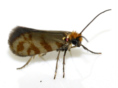 Micropterix tunbergella