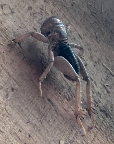 iNaturalist observation photo of North American Jerusalem Crickets