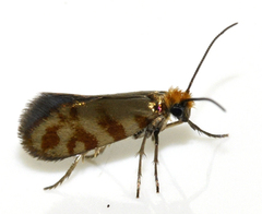 Micropterix tunbergella