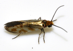 Micropterix tunbergella