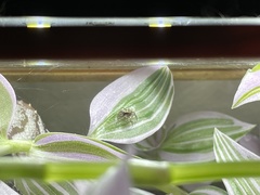 Mexigonus morosus