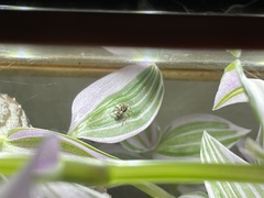 Mexigonus morosus
