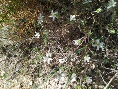 Arenaria armerina