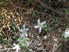 Arenaria armerina