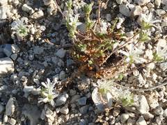 Arenaria armerina