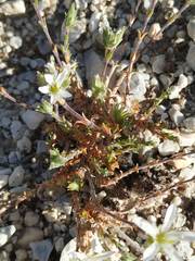 Arenaria armerina