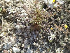 Arenaria armerina