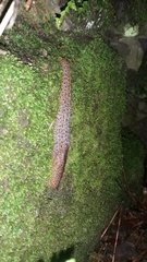 Limax millipunctatus