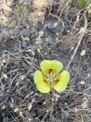 Calochortus superbus